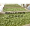 楊木烘干爐廠家|濰坊哪里有供應優惠的蔬菜烘干設備