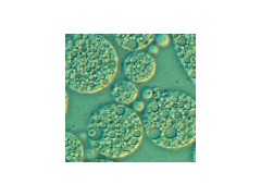 宜興賽爾生物提供無錫免疫佐劑，價