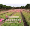 水生植物哪里有賣的 水生植物價格行情