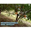樹上干杏——專業(yè)供應(yīng)樹上干杏