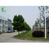 廠區綠化值得信賴 廠區綠化廠家