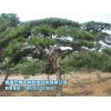 大量供應苗木銷售，[青海宏博農林]油松品種優異